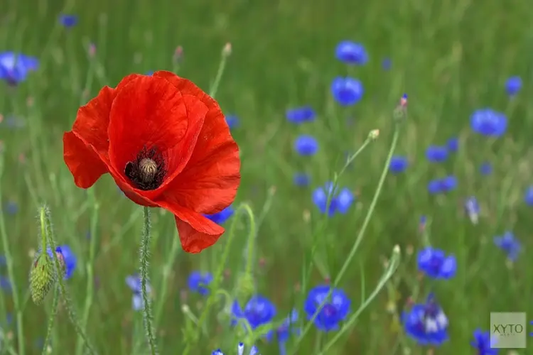 Gemeente en ROVA beproeven ander maaibeleid om biodiversiteit te vergroten