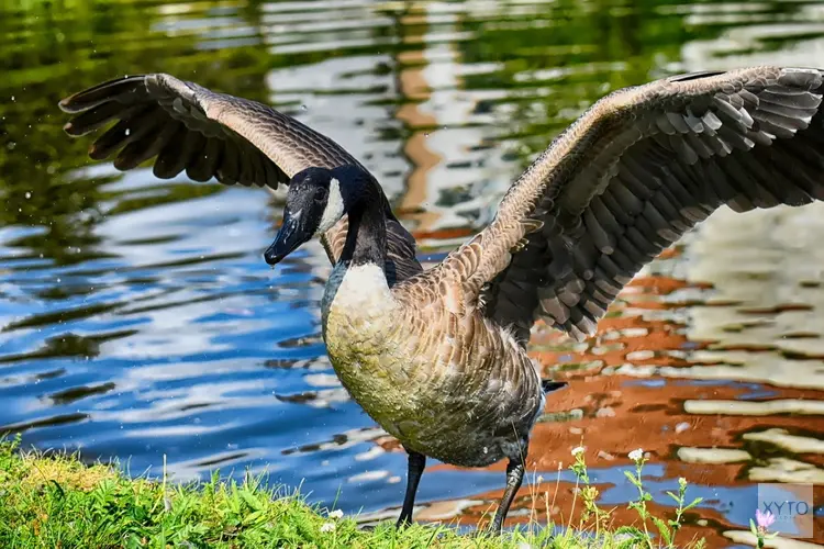 Zwolle kiest voor diervriendelijke aanpak van overlast van ganzen in de stad