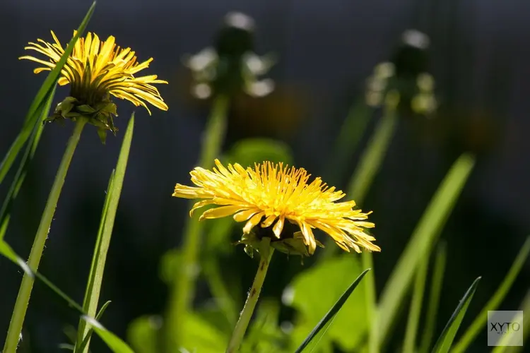 Zwolle gaat voor meer paardenbloemen onder eikenbomen