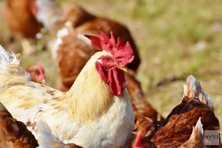 Opnieuw vogelgriep vastgesteld op pluimveebedrijf in Dalfsen