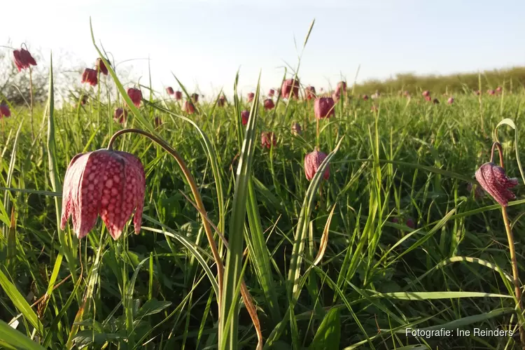 Een weide wandeling in Wilsum, met IVN natuurgidsen op 23 april 2023