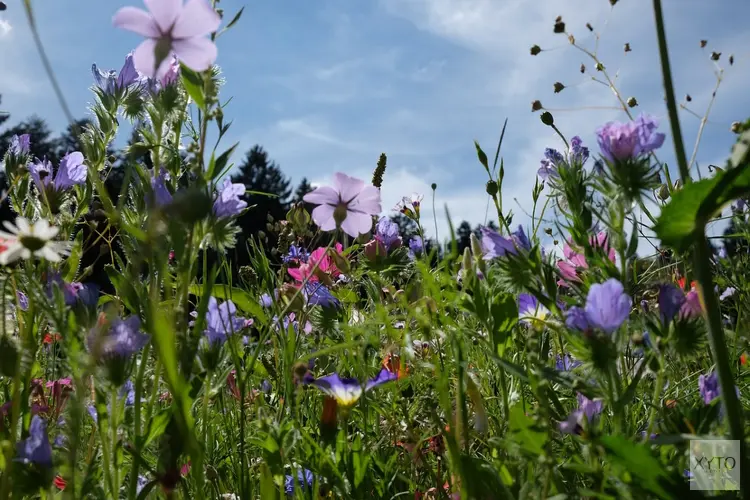 Nieuwe methode voor een bloeiende natuur in Overijssel