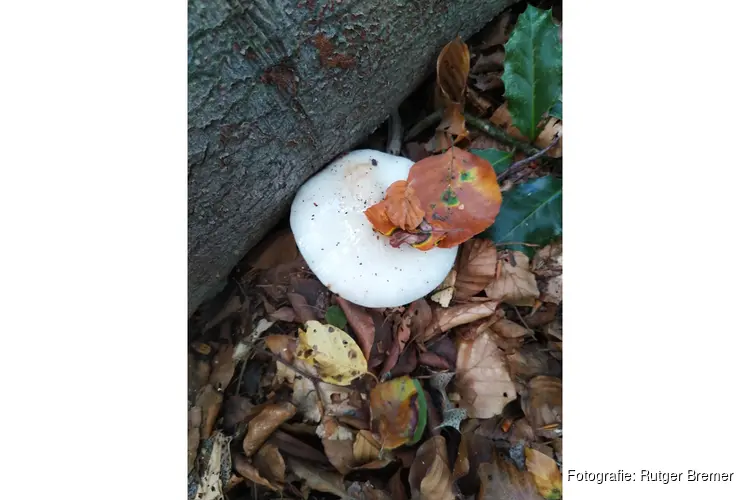 Excursie kleurrijk Vilsteren