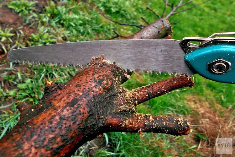 Gemeente en ROVA onderhouden en vervangen bomen vanwege veiligheid