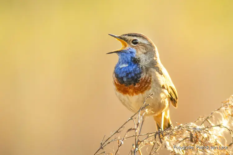 Mee naar buiten met de IVN Vogelzangcursus 2025