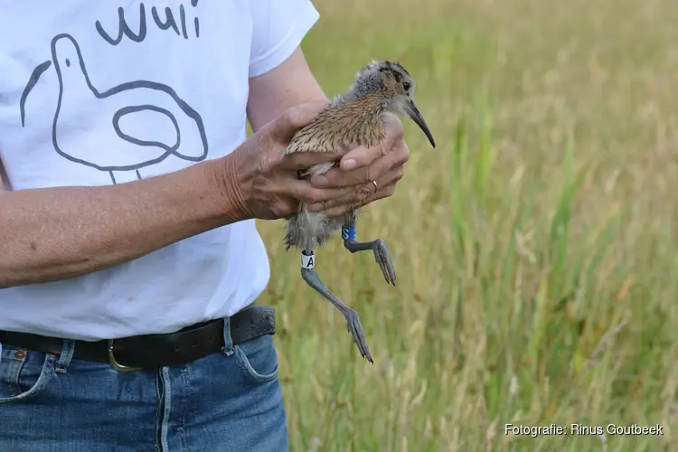 Lezing: Wat weten we van de wulp, de reus onder de weidevogels?